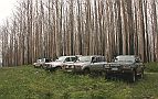 03-Burnt trees at Mt Strickland summit